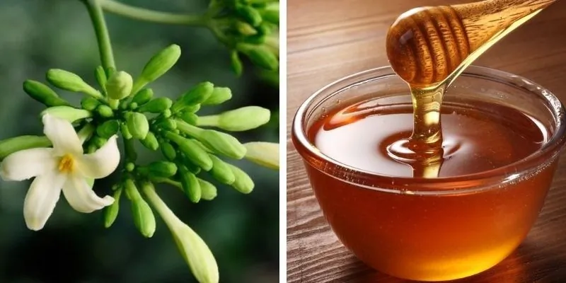 Hoa đu đủ đực ngâm mật ong gồm những hoạt chất gì bên trong?