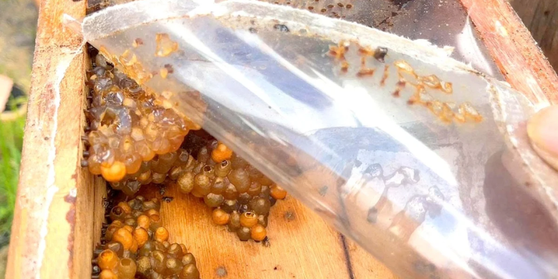 Chuẩn bị dụng cụ nuôi ong dú