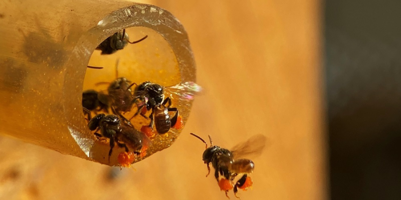 Lựa chọn ong giống phù hợp