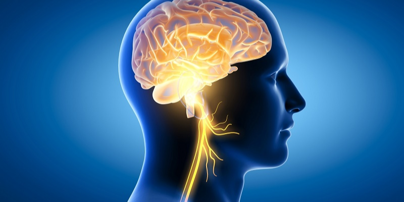 Giúp tăng cường trí nhớ và khả năng tập trung